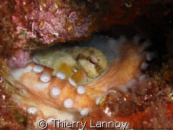 Octopus posing quietly... by Thierry Lannoy 